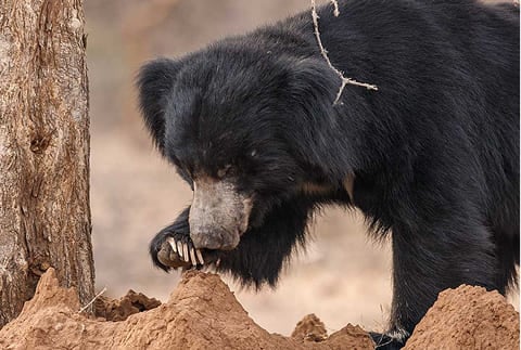 Ratanmahal-Sloth-Bear-Sanctuary