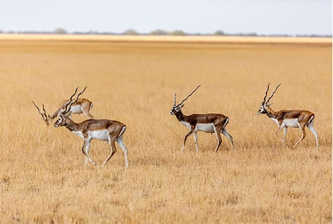 Blackbuck-National-Park
