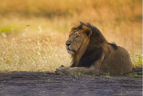 Devalia-Safari-Park