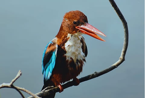 Khijadia-Bird-Sanctuary